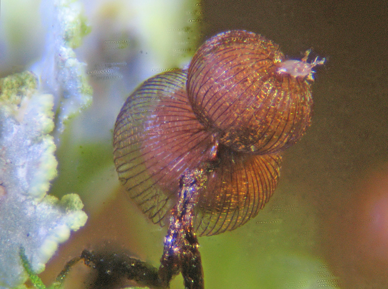 Dictidyum cancellatum